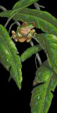 35251 Древесная лягушка в листве (Tree Frog Among Leaves), Dimensions