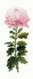 1425 Нежный цветок, Риолис