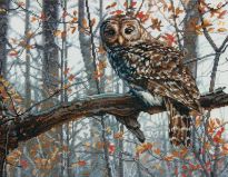 70-35311 Мудрая сова (Wise Owl), Dimensions