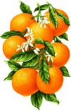1091 Гроздь апельсинов, Алмазная Мозаика