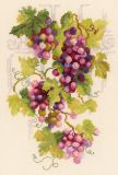 1455 Виноградная лоза, Риолис