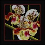 M263 Орхидеи "Пафиопедилум" (Orchids "Paphiopedilum"), RTO