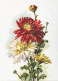 M516 Хризантемы (Chrysanthemums), RTO