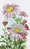 M517 Розовые хризантемы (Pink chrysanthemum), RTO