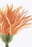 PN-0008271 Оранжевый цветок крупным планом (Close-Up Orange Flower), Lanarte