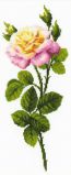 1331 Дивный цветок, Риолис