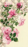 898 Розовые розы, Риолис