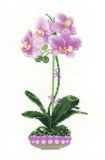 1163 Сиреневая орхидея, Риолис