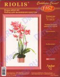 1162 Розовая орхидея, Риолис