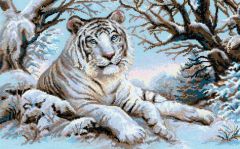 1184 Бенгальский тигр, Риолис