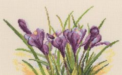 M584 Весенние крокусы (Spring crocuses), RTO