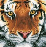 PN-0156104 Тигр (Tiger), Lanarte
