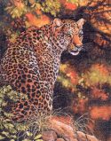 35209 Пристальный взгляд леопарда (Leopard s Gaze), Dimensions