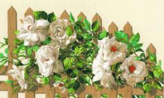 1059 Белые розы, Риолис