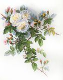 06.002.45 Белые розы по рисунку П. де Лонгпре, Марья Искусница