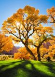 1166 Осеннее дерево, Алмазная Мозаика