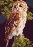 PN-0146814 Сова (Owl), Lanarte